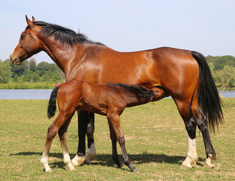 Nutrition of the Mare During Foaling and Lactation